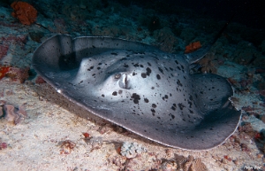 Maldives 2021  - Raie pastenague noire - Blackblotched stingray - Taeniurops meyeni - DSC00630_rc